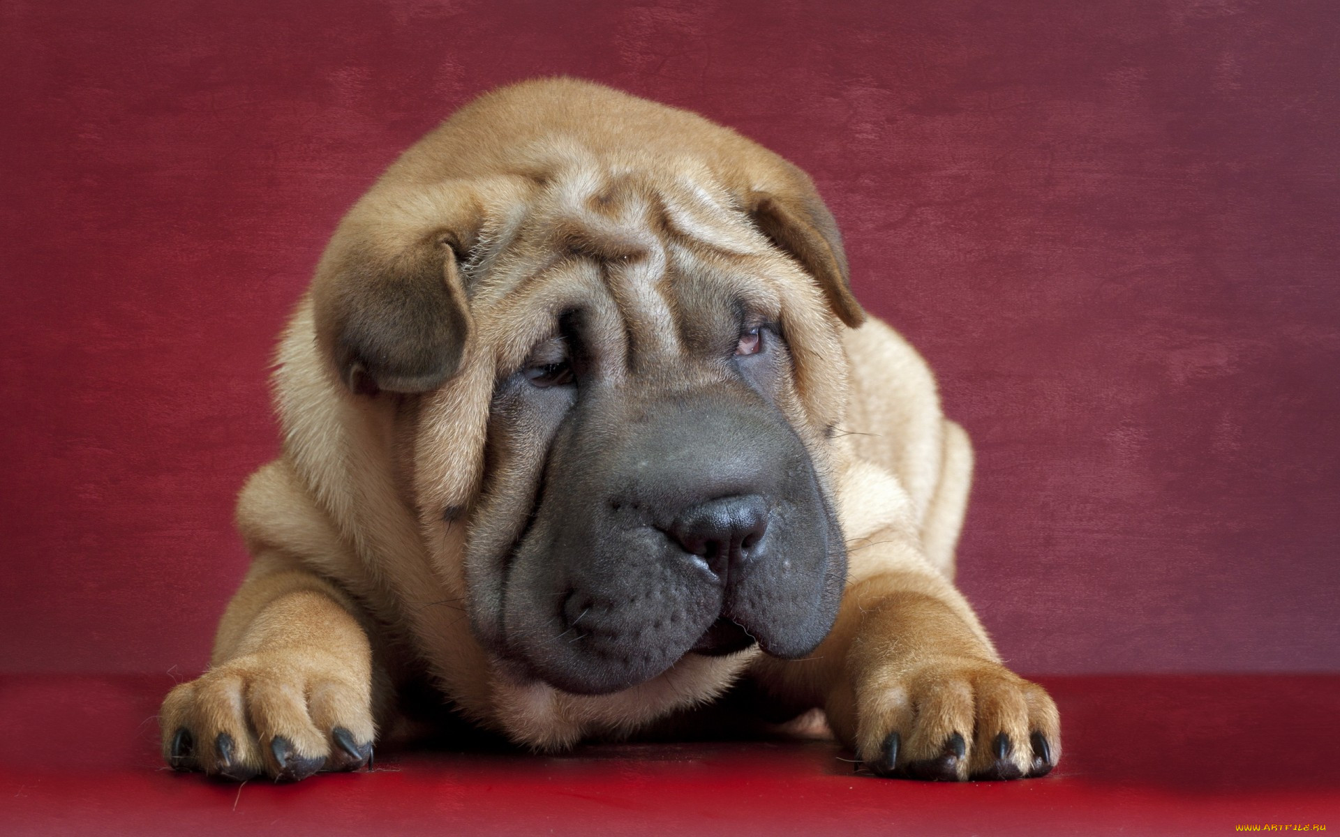 , , shar, pei